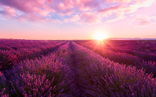lavender field during sunset